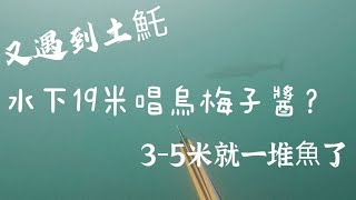 【海野人 Spearfishing 】19米水下唱烏梅子醬 放槍土魠3米打石鯛 開鰭白毛氾濫成災  #自由潛水 #漁獵 #打魚 #夢幻魚 #石斑  #澎湖 #潛打 #趕海 #紅條 #土魠魚 #魚風暴