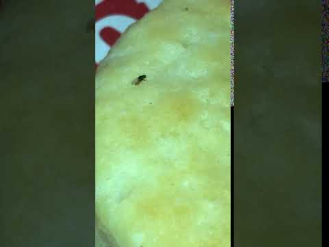 Popeyes Louisiana Kitchen - Found a bug in my food