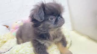 ペキニーズの動画01