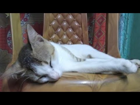 Introducing my cats 😽😽🐈