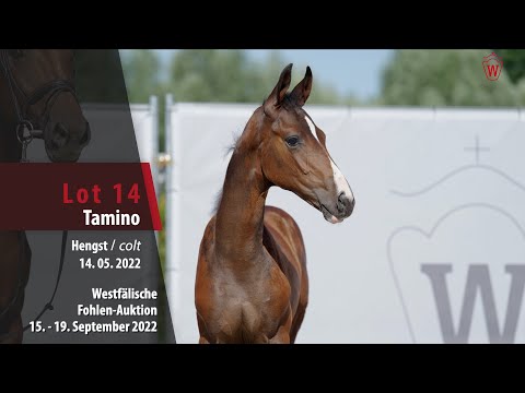 Online-Auktion Lot 14 Tamino Hengst v. Taurus - Dancier