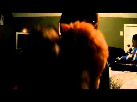 "Banana Boat Song" (Day-O) by Harry Belafonte-Ferret puppet does cover! video thumbnail