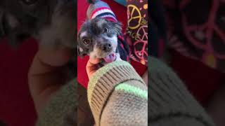 WHAT A TRANSFORMATION! ALVIN HAD HIS GROOMING! WHAT A TRANSFORMATION! ALVIN HAD HIS GROOMING!