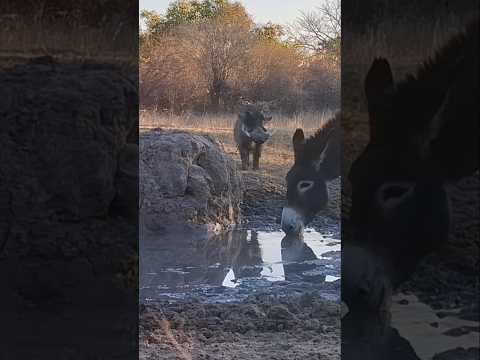 Observe a Bushpig by the Pond in Africa's Wildlife Scene