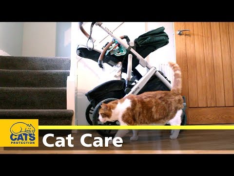 Preparing your cat for your baby's arrival - Cats Protection's Kids and Kitties
