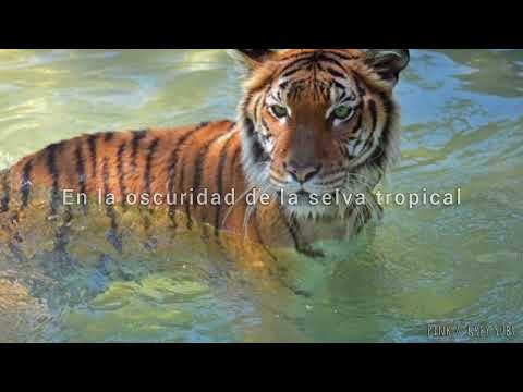 Sr. Tigre - Eva de Marce & YoSoyMatt (French Braids Rework) | Letra en español