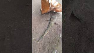 Download lagu channa limbata, jumbo channa limbata, latest limbata - CHANNA FISH #shorts #channa #limbata #viral mp3