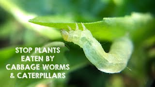 Stop Plants & Leaves Eaten by Worms & Caterpillars