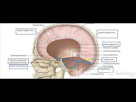 Dural venous sinuses 6