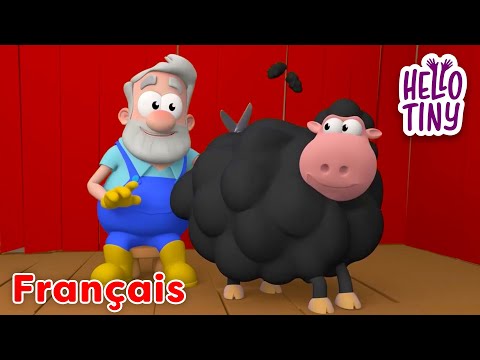 Baa Baa Mouton Noir | Les Chansons des Maternelles | Hello Tiny