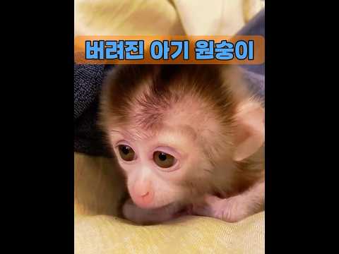 엄마 원숭이가 아기 원숭이를 학대하는 이유를 아시나요? #animals #동물키우기 #동물
