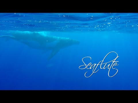 Seaflute - Niue & Tonga Oyster World Rally
