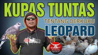 Download lagu Burung Esotik DERKUKU LEOPARD mp3 Download lagu Burung Esotik DERKUKU LEOPARD mp3