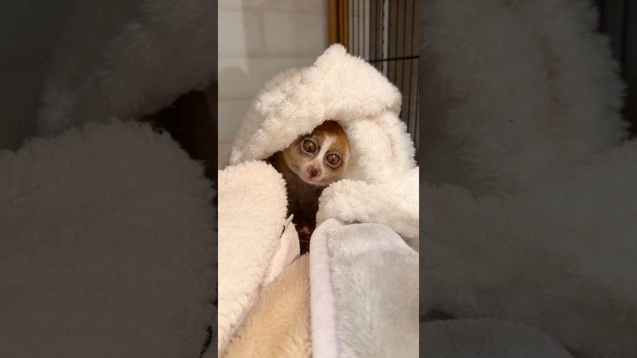 お寝坊なスローロリスのデリバー