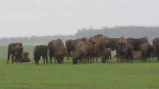 preview picture of video 'Żubr - Bison bonasus - The European bison, Krynki, Co dwa Żubry, to nie jeden'