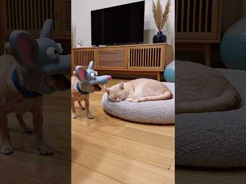 Chihuahua in a scary mask pranks the dog & cat #funny #fypシ #dog #cat