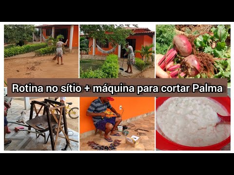 Rotina do sítio colhi beterraba,varri meu terreiro Duta tá fazendo uma máquina para cortar Palma.