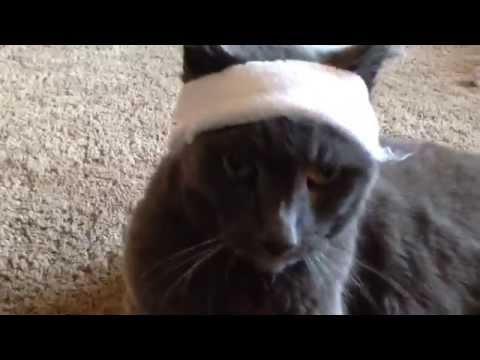 Let's Get Physical, Olivia Newton John, a BJO Cat Remix