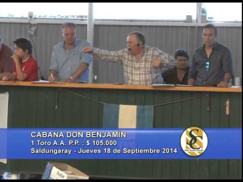 Don Benjamín - Ventas Toros PP - Saldungaray - 18/09/2014