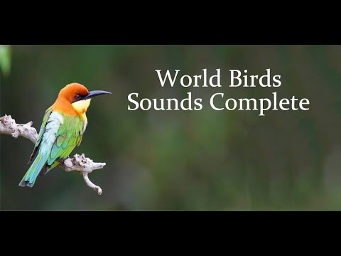 World Birds Sounds Complete Video