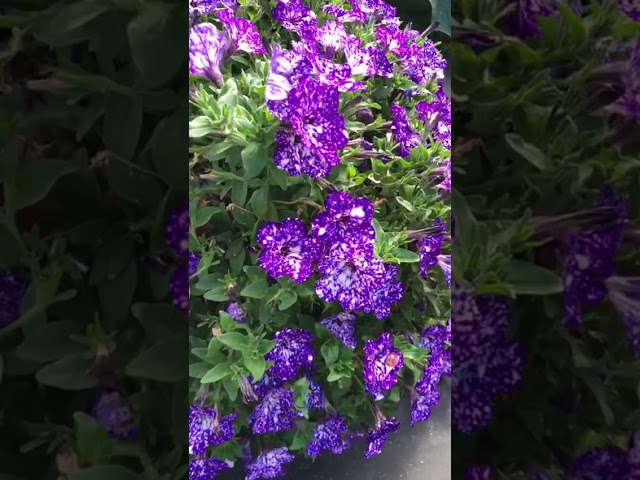 Стандарт поставки видео №1 Петуния Ночное небо