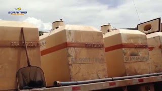 Soltura de Alevinos - Rio São Lourenço - MT