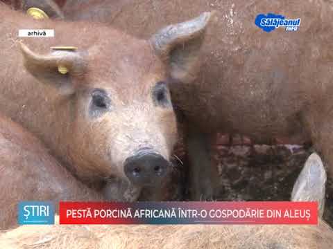 PESTA PORCINA AFRICANA INTR O GOSPODARIE DIN ALEUS