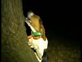 Dog screaming near a tree like a human meme