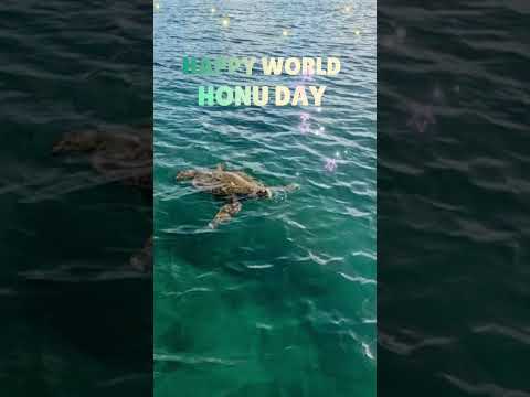 World HONU Day #seaturtle #honu #hawaii #turtle #ocean #sea #beach #greenseaturtle