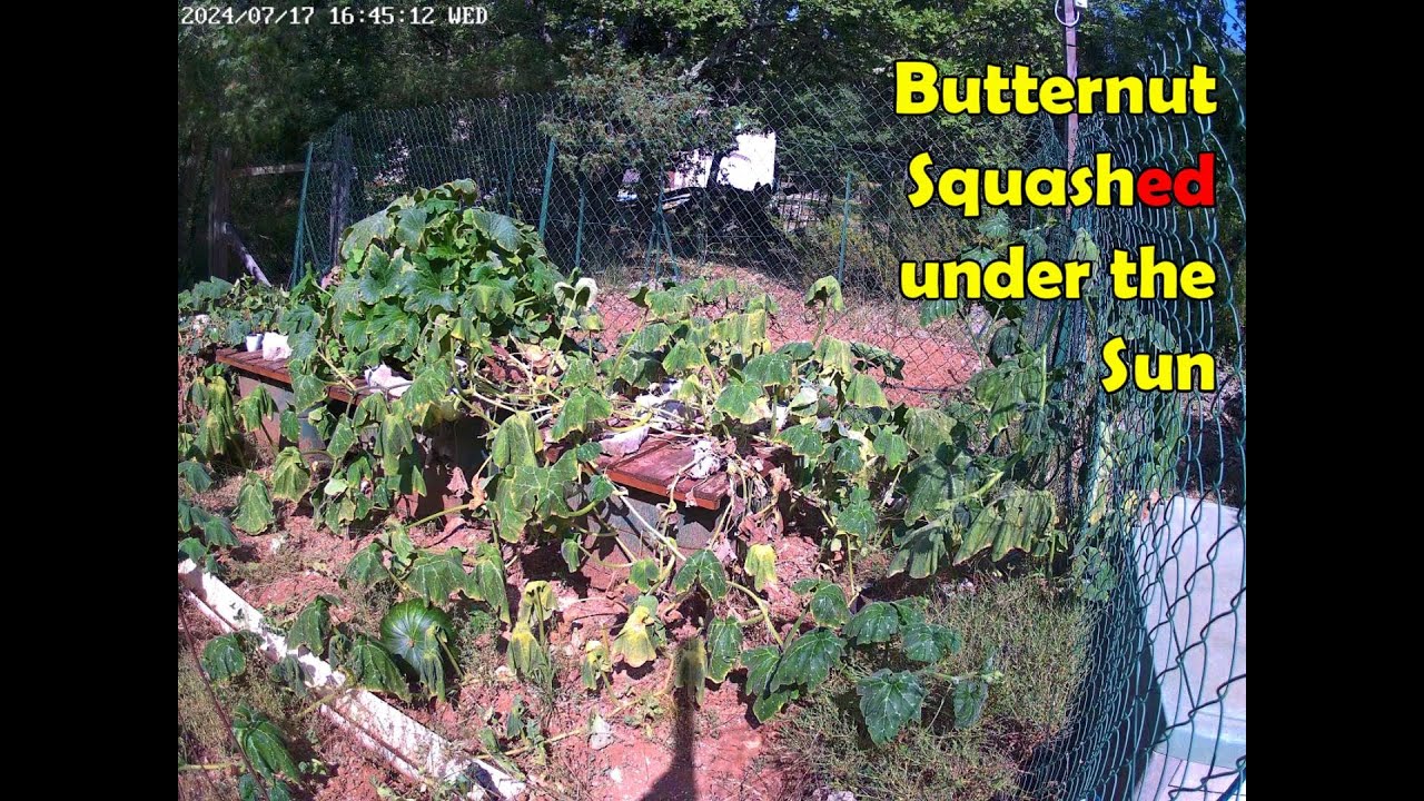 Time Lapse: Butternut Squashed under the Sun