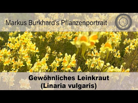 Natural hair bleaching, the medicinal plant against viruses and bacteria, Linaria - toadflax