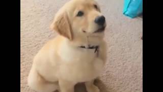 Puppy loves peanut butter