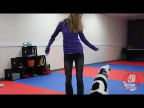 A Girl And 🐕 Dog Video Funny Video||Aruj Entertainment Tv