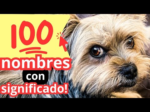 ▶ 100 DOG NAMES with MEANING! 🐶 You'll love them!
