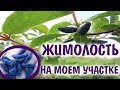 Жимолость на моем участке