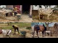 Meri Haveli Ki Routine My Village Routine Life