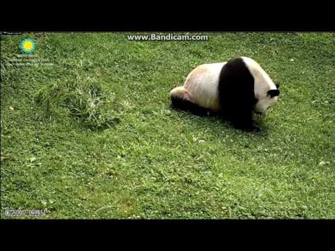 2017.06.25 Papa busy with harvesting grass