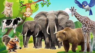 CUTE LITTLE ANIMALS | Elephant, Bear, Monkey, Lion, Squirrel, Tiger, Cow, Cat | Animal Sounds