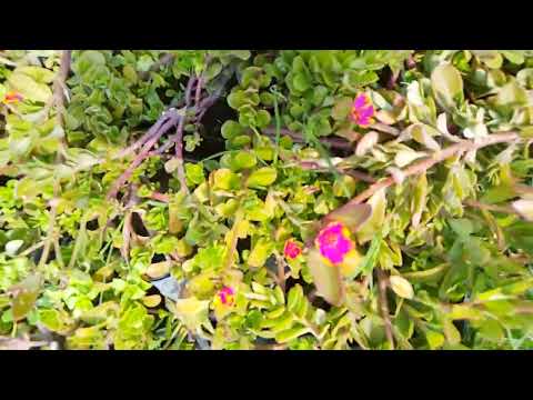 Decorative Flowers Plant So much attraction