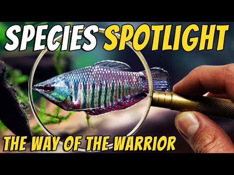 Meet the Feisty Samurai Gourami - Sphaerichthys vaillanti. Also Known as Vaillants Chocolate Gourami