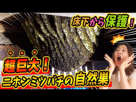 野生のミツバチの中でも早いスターター 自然と動物