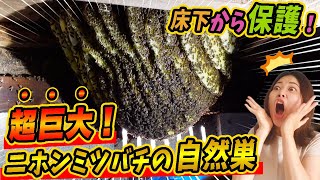 床下に巣を作った野生のニホンミツバチを保護してきました