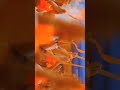 Ayodhya Rama Janma Bhoomi Ayodhya Sri Rama WhatsApp Status
