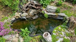 Outdoor Pond Update (Froggy Went A Courtin')