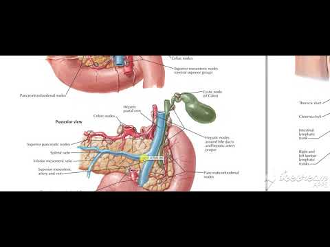 Pancreatic blood supply Lymphatic drinage 2