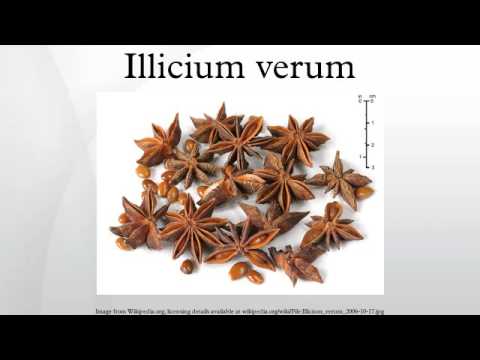 download lagu mp3 mp4 Illicium Verum Anise Fruit Extract, download lagu Illicium Verum Anise Fruit Extract gratis, unduh video klip Illicium Verum Anise Fruit Extract