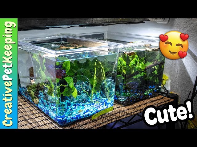 Betta Fish Retirement Tank | Fish Fan Friday Update