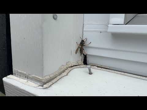 Yellow Jackets Nesting in a Small Opening in the Window Frame in Middletown, NJ