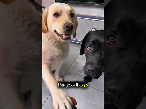 يشتري الطعام لأصدقائه بطريقة مميزة! ❤️