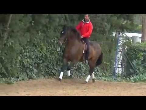 Sevillano beautiful pre stallion ...SOLD